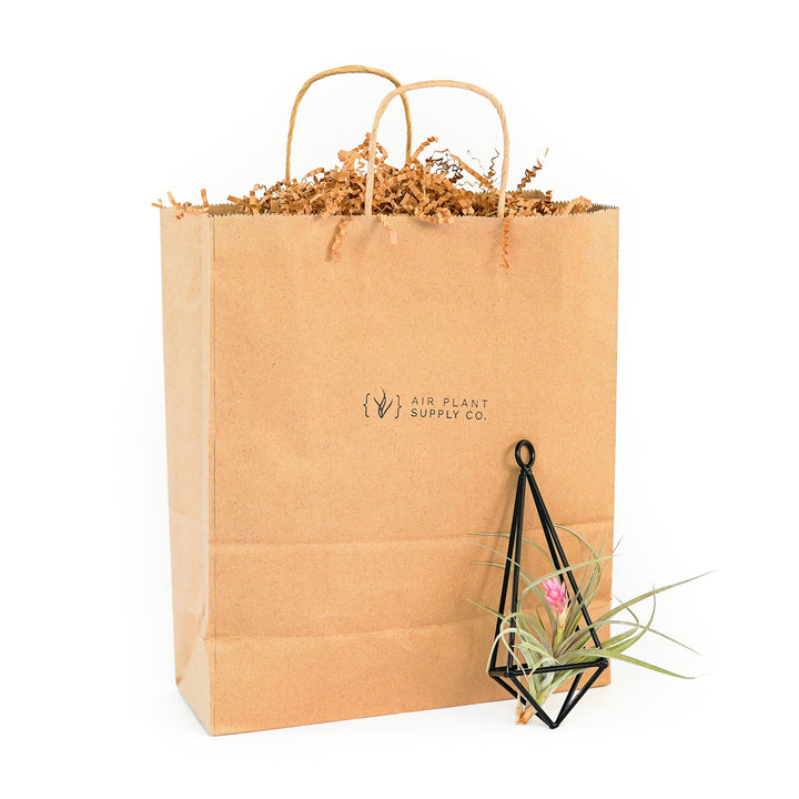 hanging metal pendant with tillandsia stricta and branded gift bag