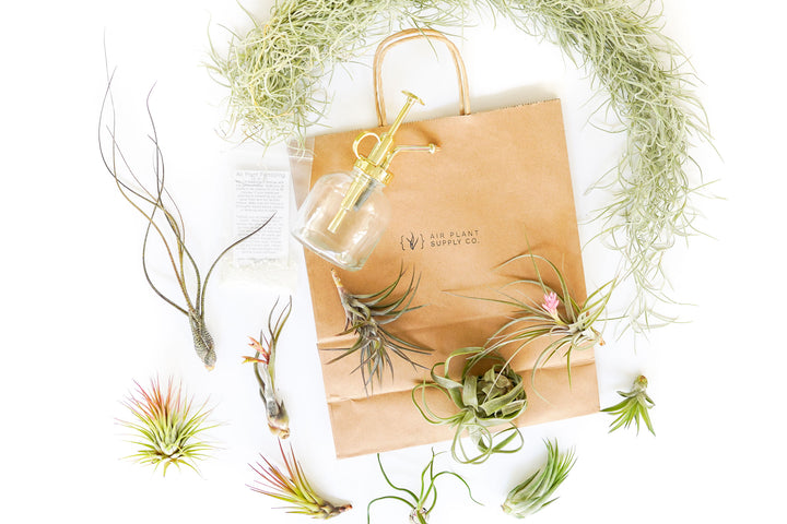assorted tillandsia air plants, branded gift bag, fertilizer and glass mister