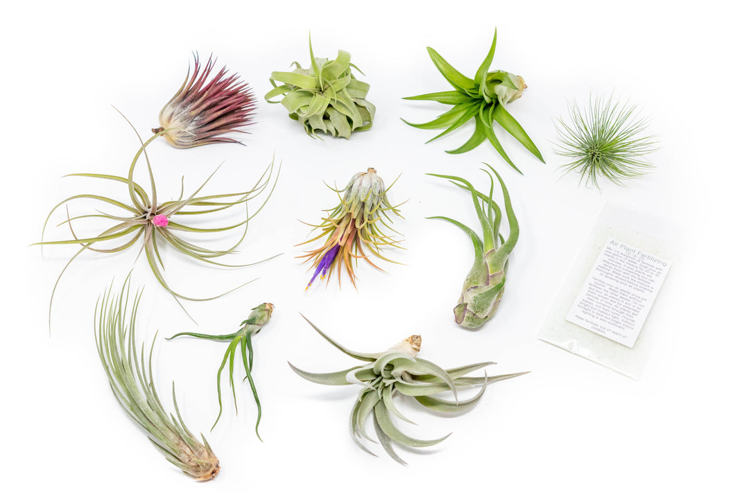 assorted tillandsia air plants and concentrated fertilizer packet