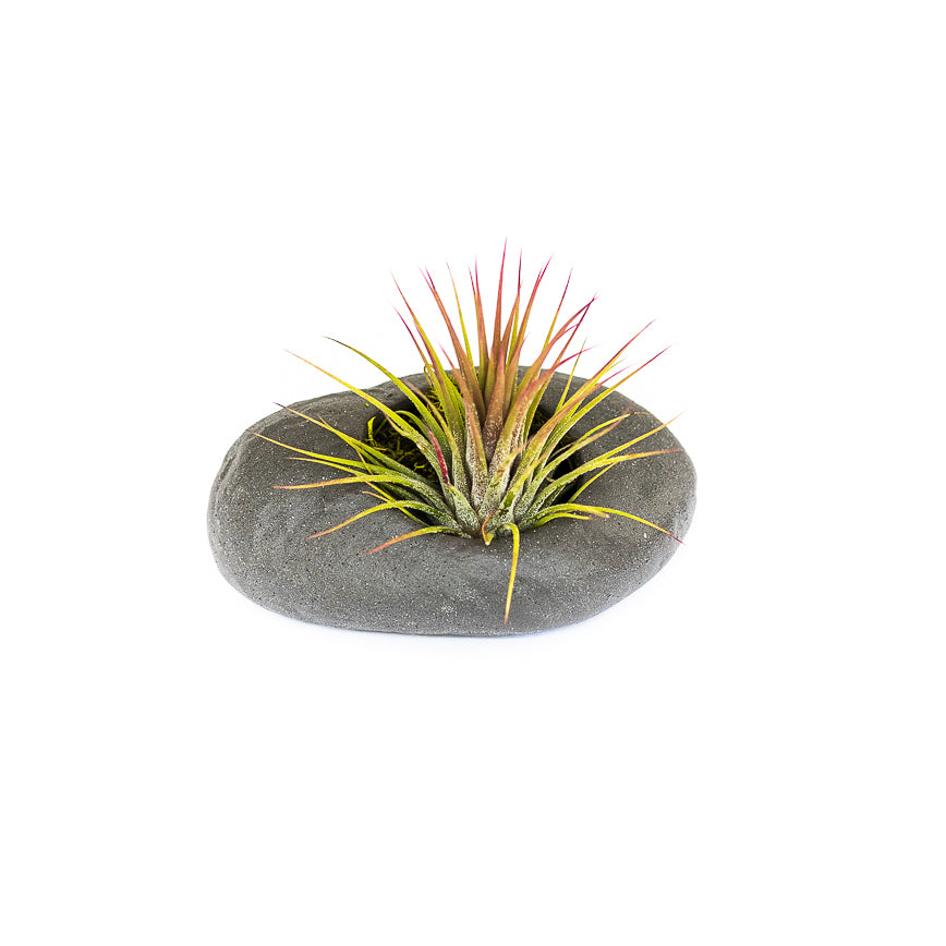 gray ceramic stone with moss and tillandsia ionantha guatemala air plant