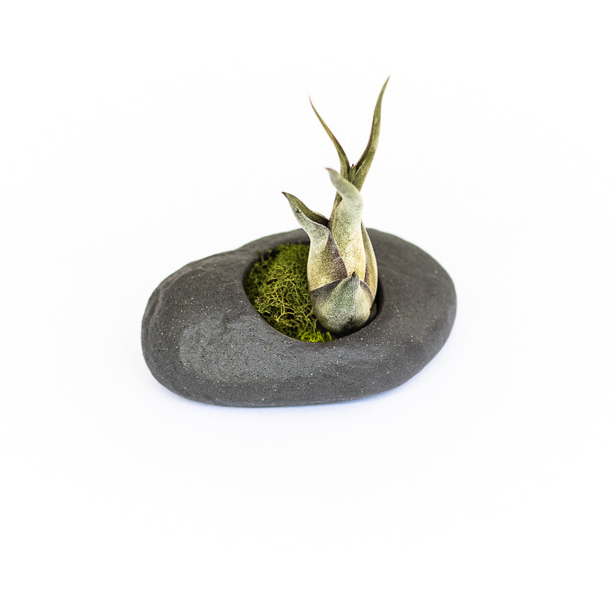 gray ceramic stone with moss and tillandsia caput medusae air plant