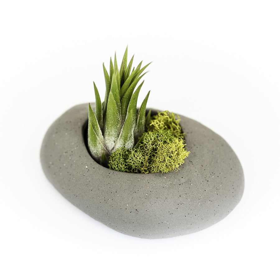 air stone for plant propagation Gray Ceramic Stone with Assorted Tillandsia Air Plant