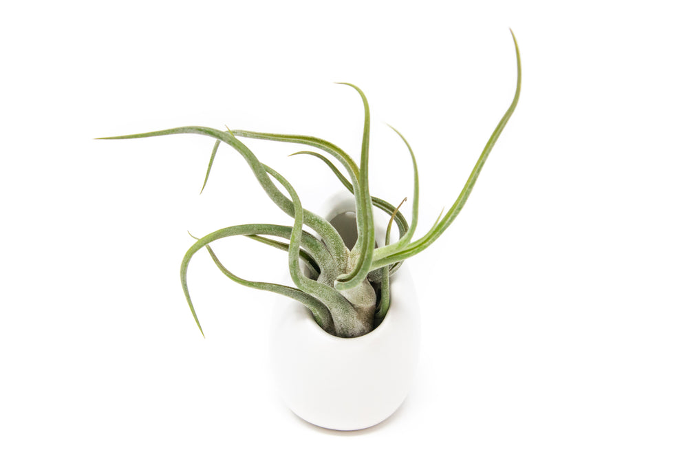 small ivory ceramic case with tillandsia caput medusae air plant