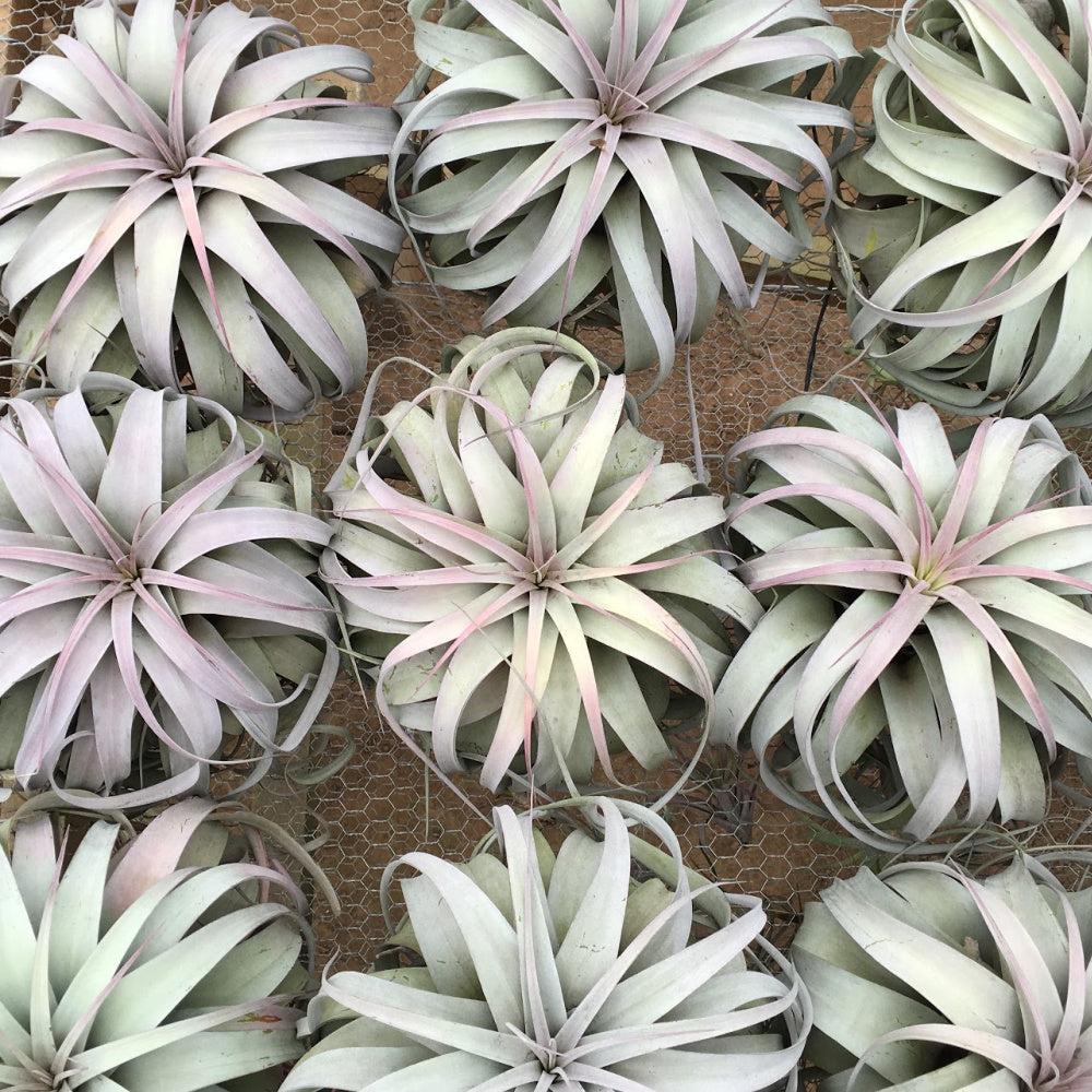 six jumbo pink blushing tillandsia xerographica air plants