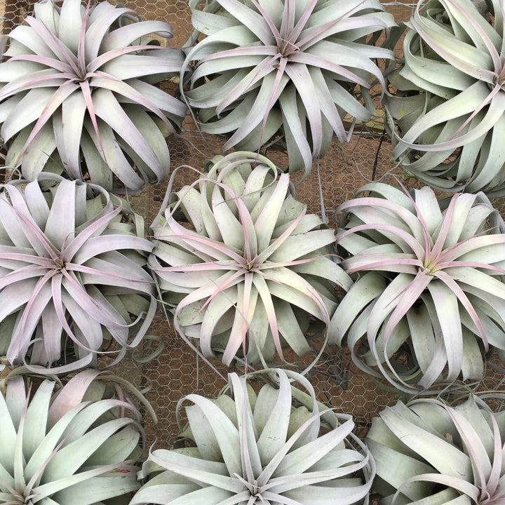 six jumbo pink blushing tillandsia xerographica air plants