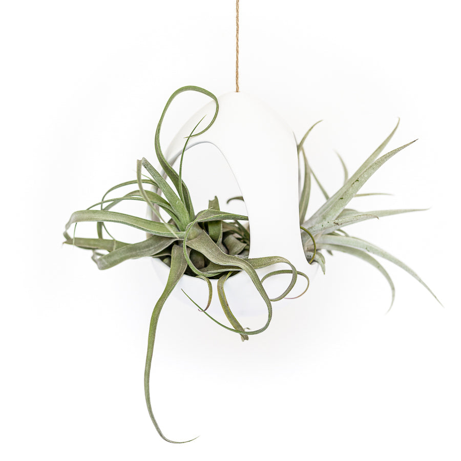 ceramic air plant hangers Large White Ceramic Hanging Pod with Two Assorted Tillandsia Plants