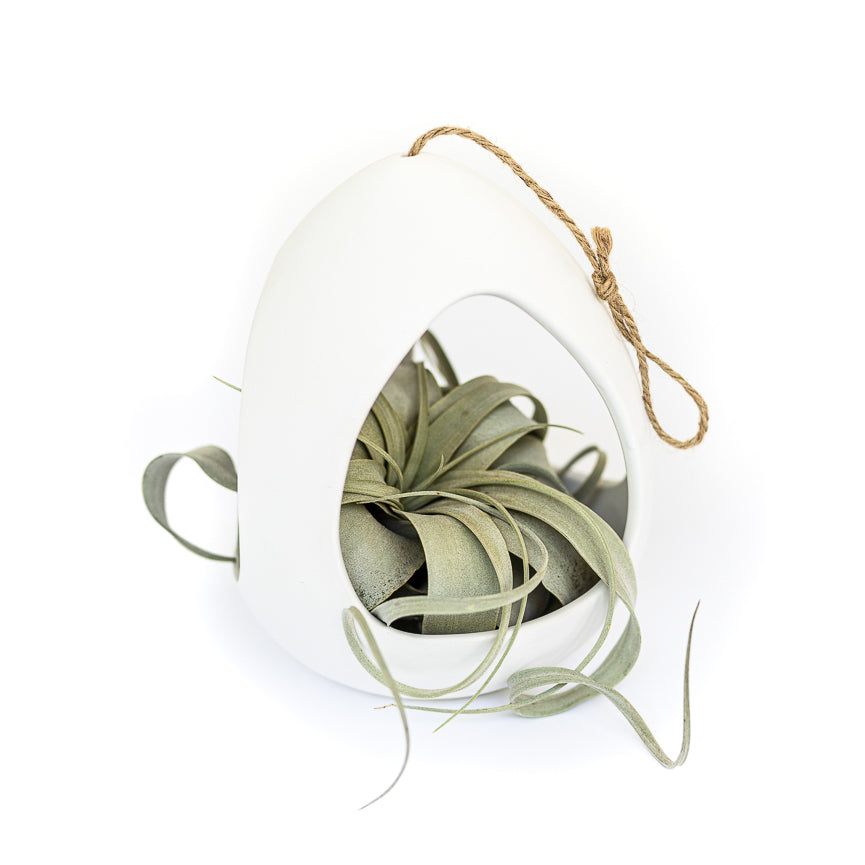 xerographica air plant holder Large White Ceramic Hanging Pod with Xerographica
