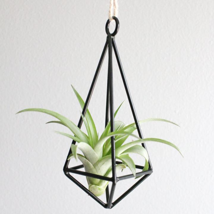 hanging metal pendant with tillandsia abdita air plant