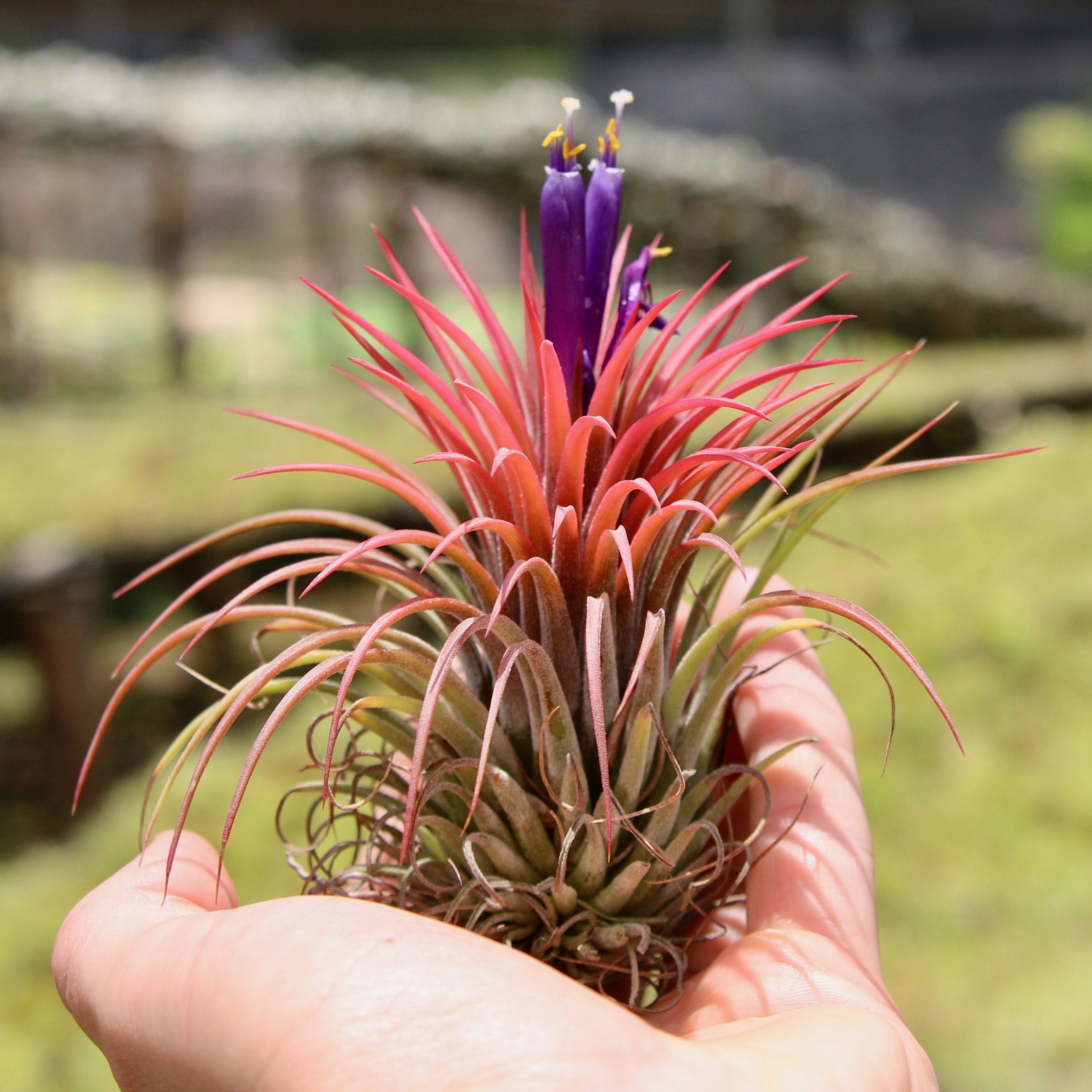 big air plants Tillandsia Ionantha Huamelula Maxima Air Plants