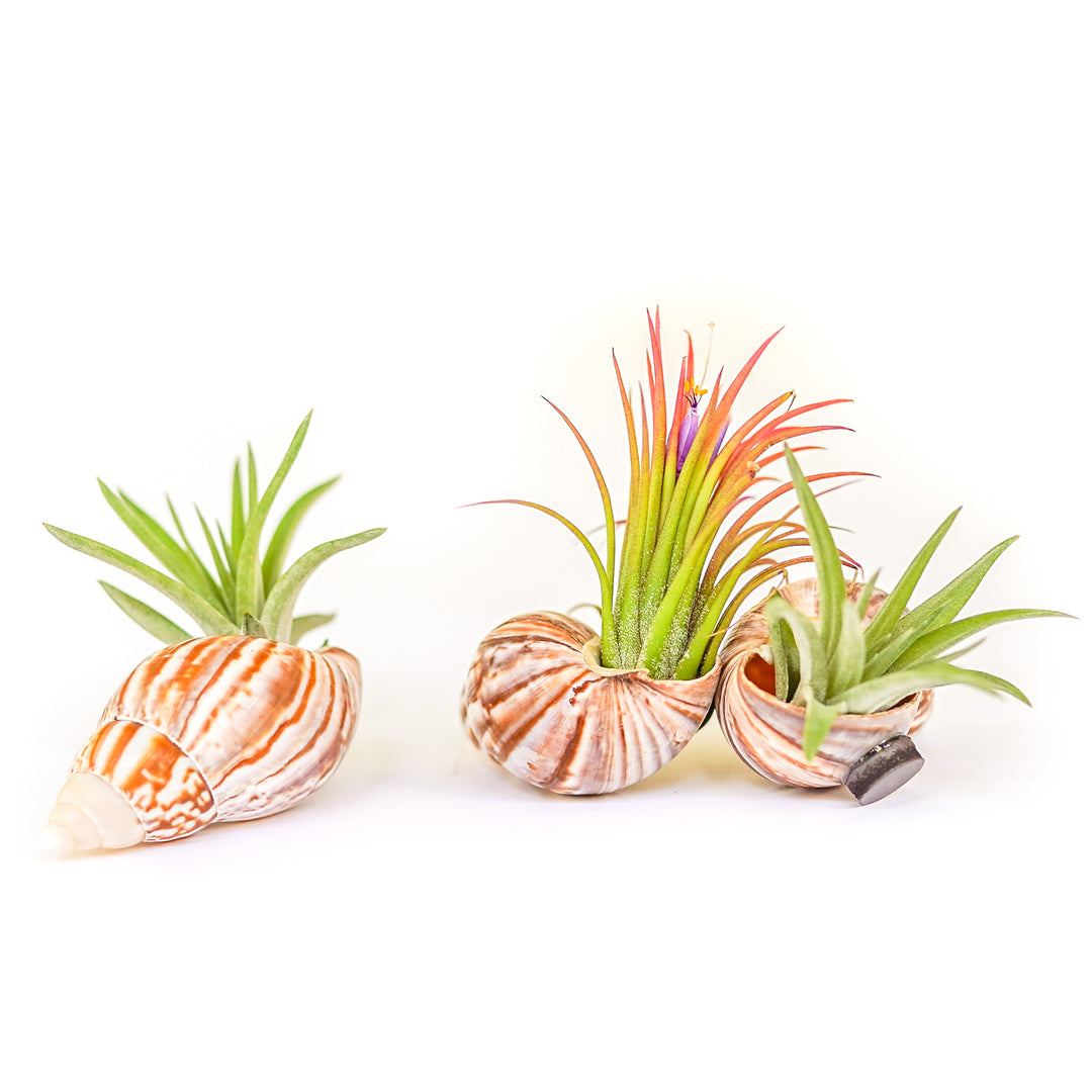 3 seashell magnets with assorted tillandsia air plants