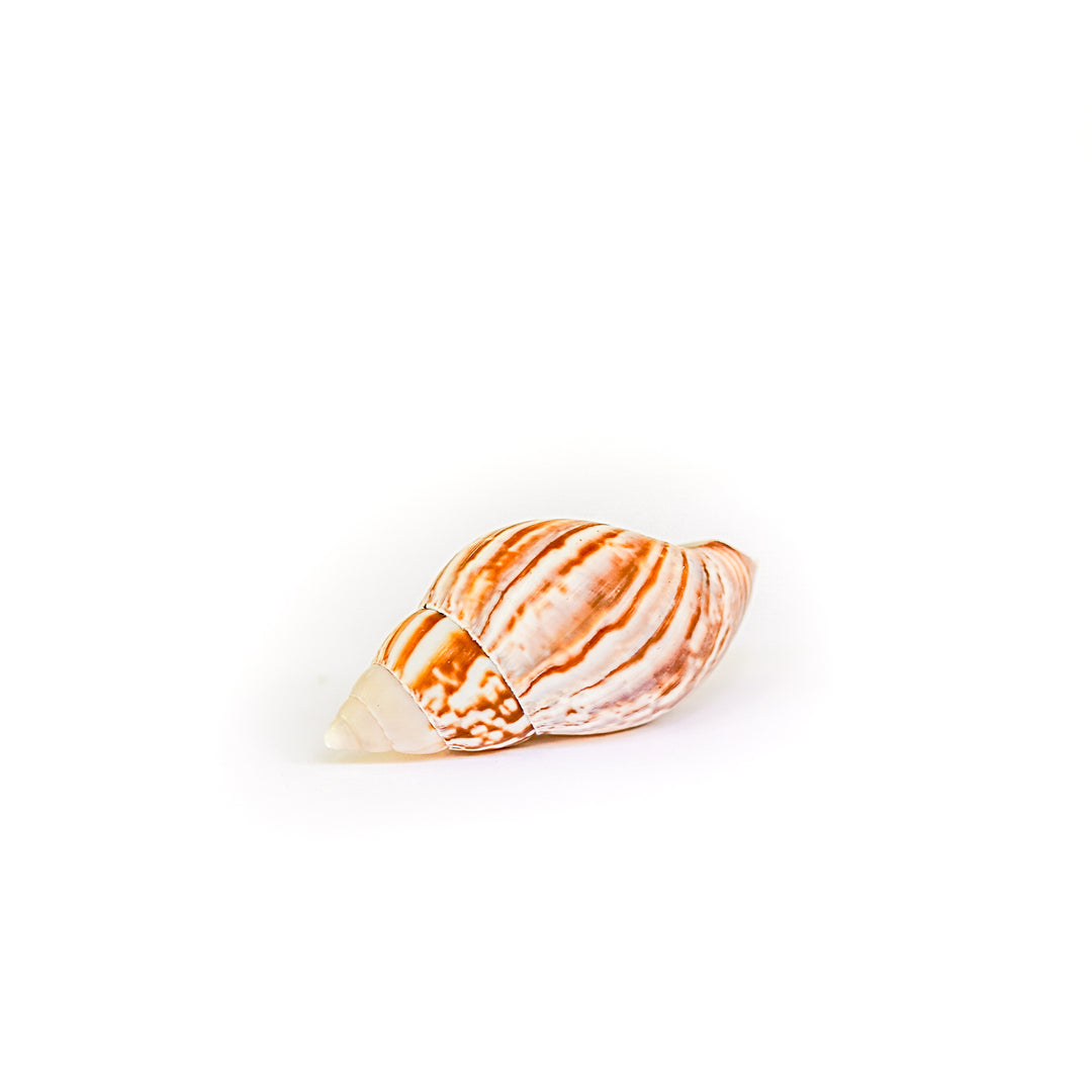 spiral seashell