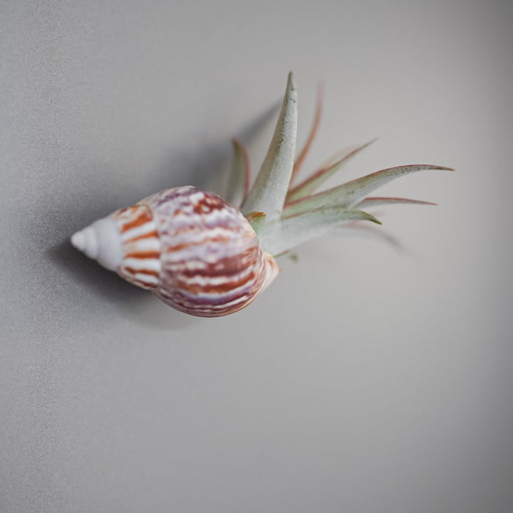 seashell magnets with tillandsia air plant hanging on fridge