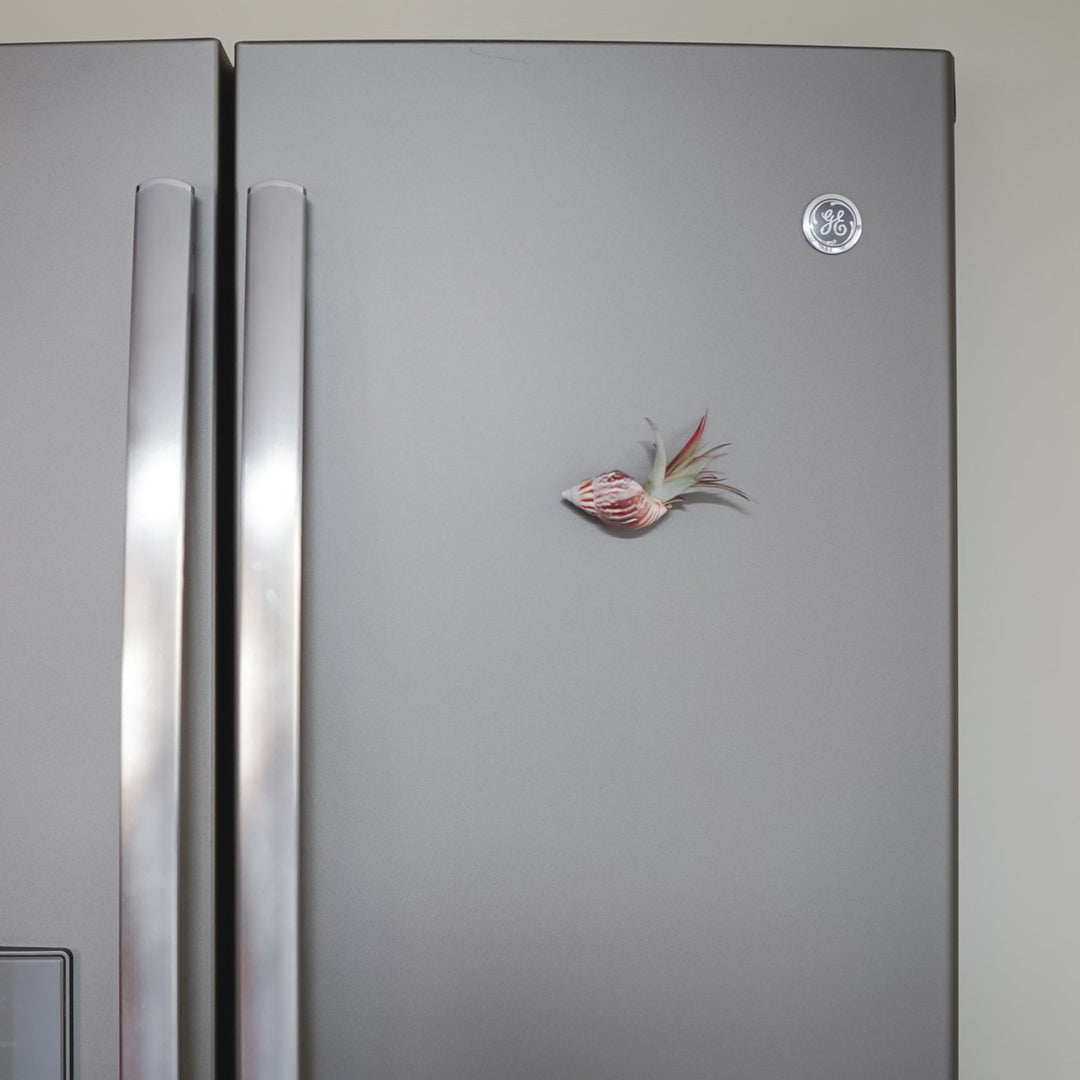 seashell magnets with tillandsia air plant hanging on fridge