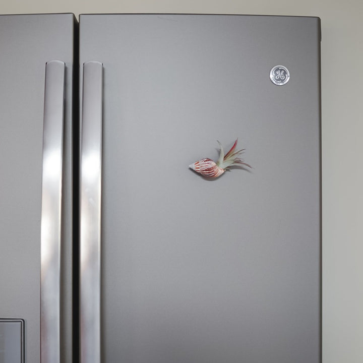seashell magnets with tillandsia air plant hanging on fridge