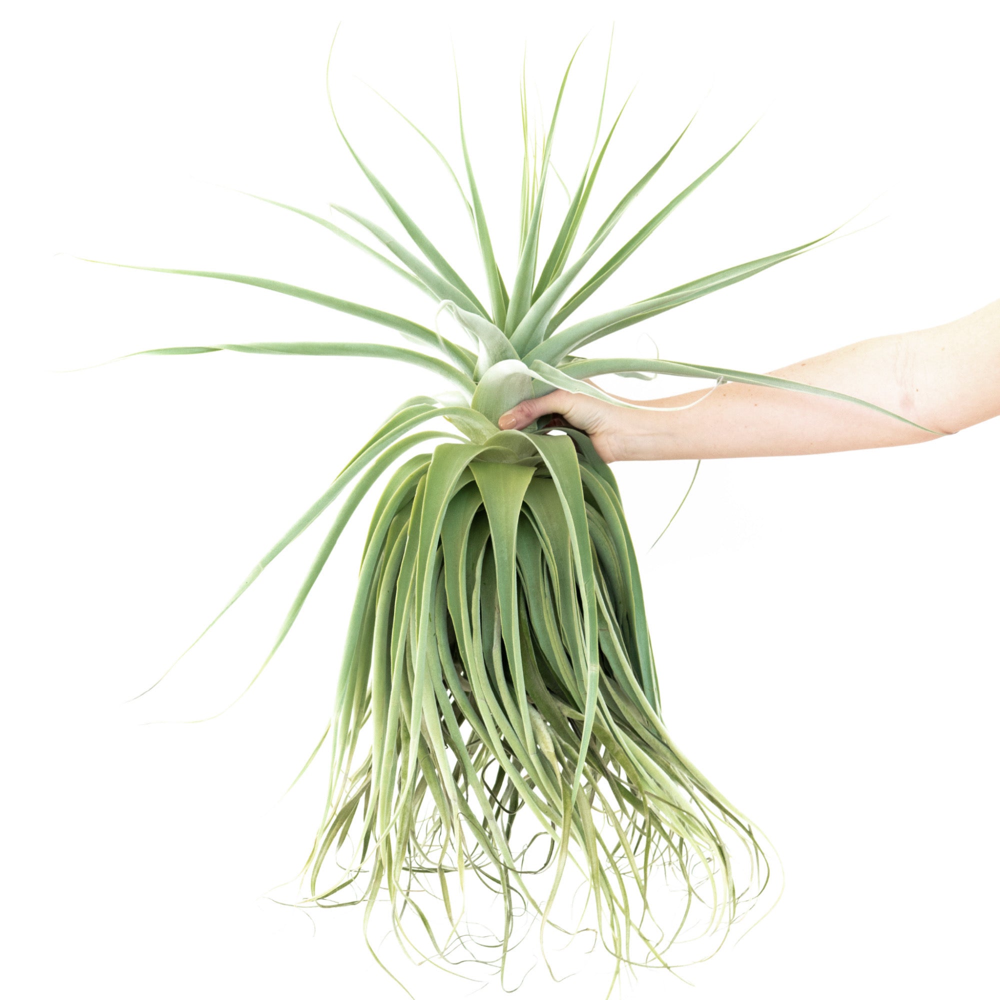 straminea air plant Huge Tillandsia Straminea 'Thick Leaf' - Specimen Plants