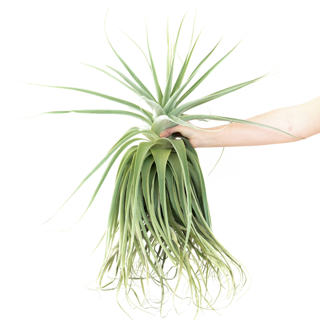 large tillandsia straminea thick leaf air plant