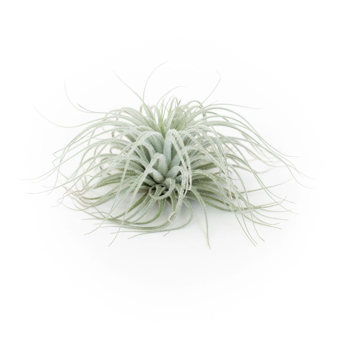 tillandsia tectorum ecuador air plant