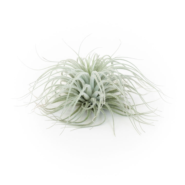 tillandsia tectorum ecuador air plant