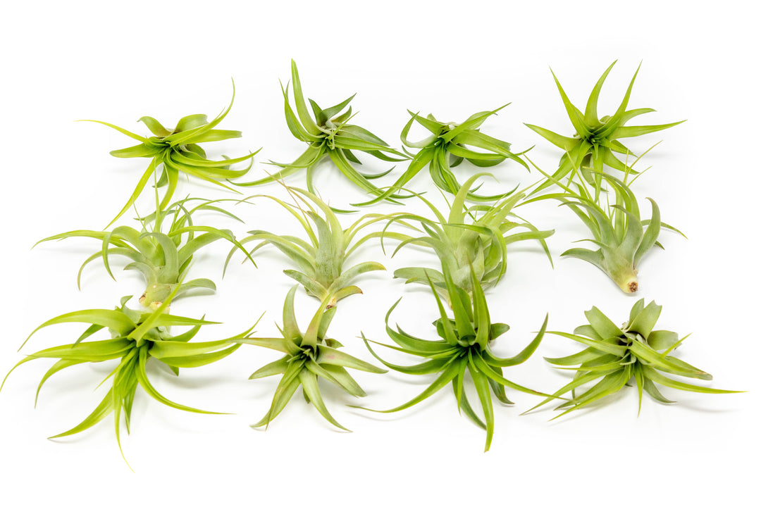12 tillandsia abdita air plants