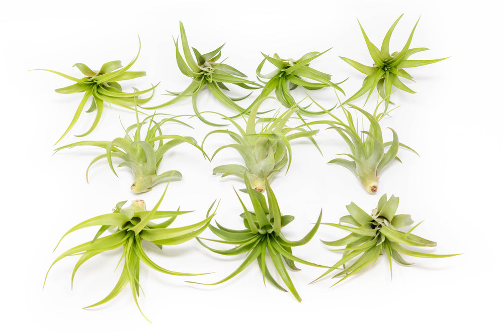 ten tillandsia abdita air plants