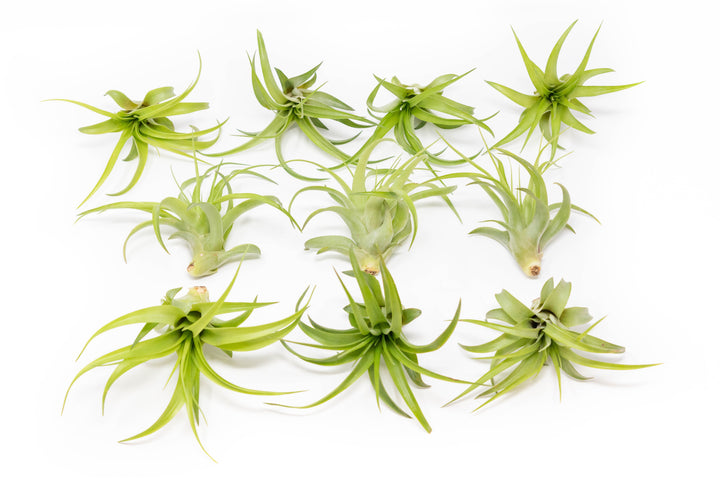 ten tillandsia abdita air plants