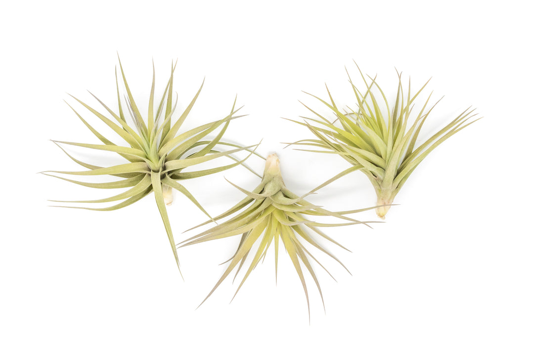 Wholesale - Tillandsia Aeranthos - Clavel del Aire - "Carnation of the Air" Air Plants