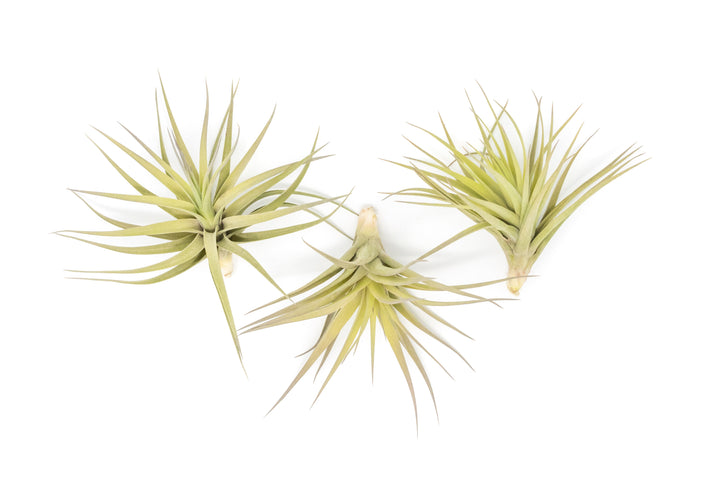Wholesale - Tillandsia Aeranthos - Clavel del Aire - "Carnation of the Air" Air Plants