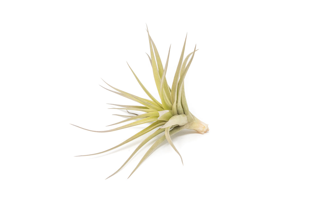 Wholesale - Tillandsia Aeranthos - Clavel del Aire - "Carnation of the Air" Air Plants
