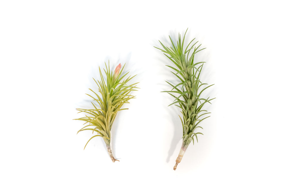 Two Tillandsia Araujei Air Plant