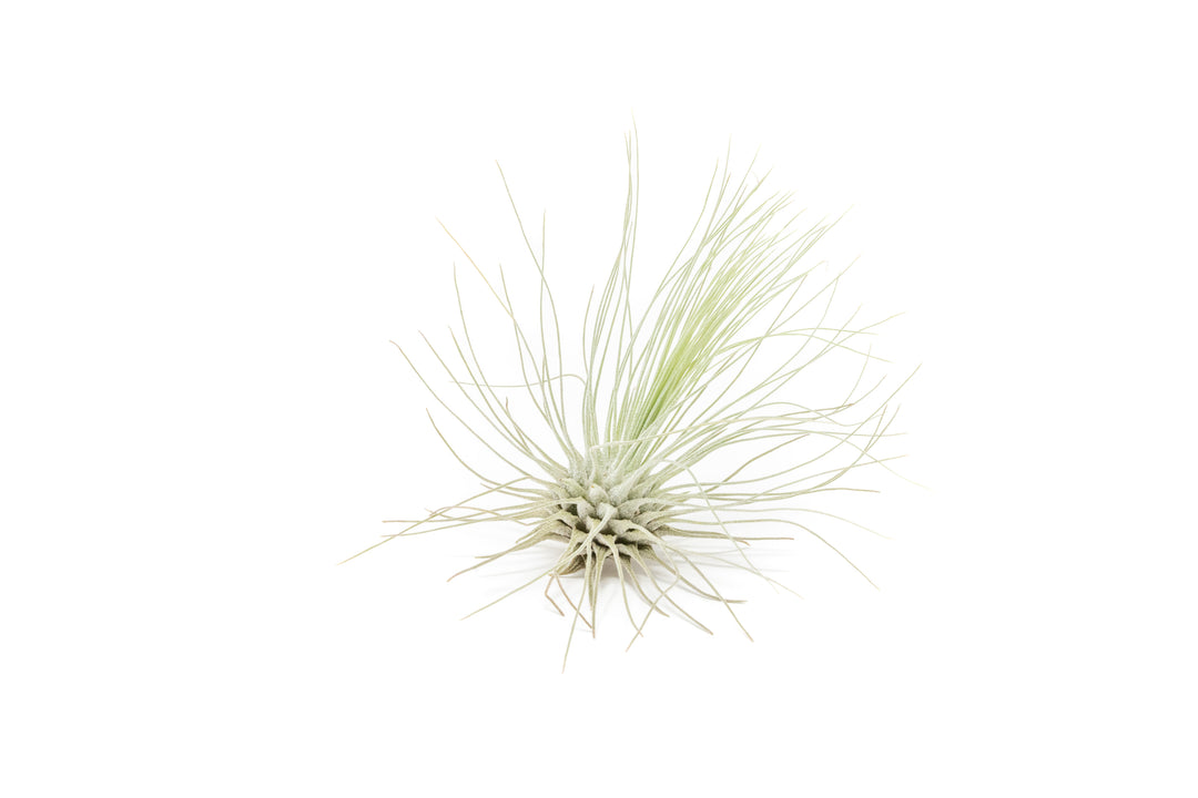 tillandsia argentea air plant