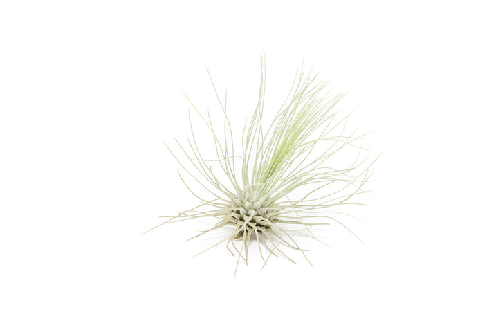 tillandsia argentea air plant