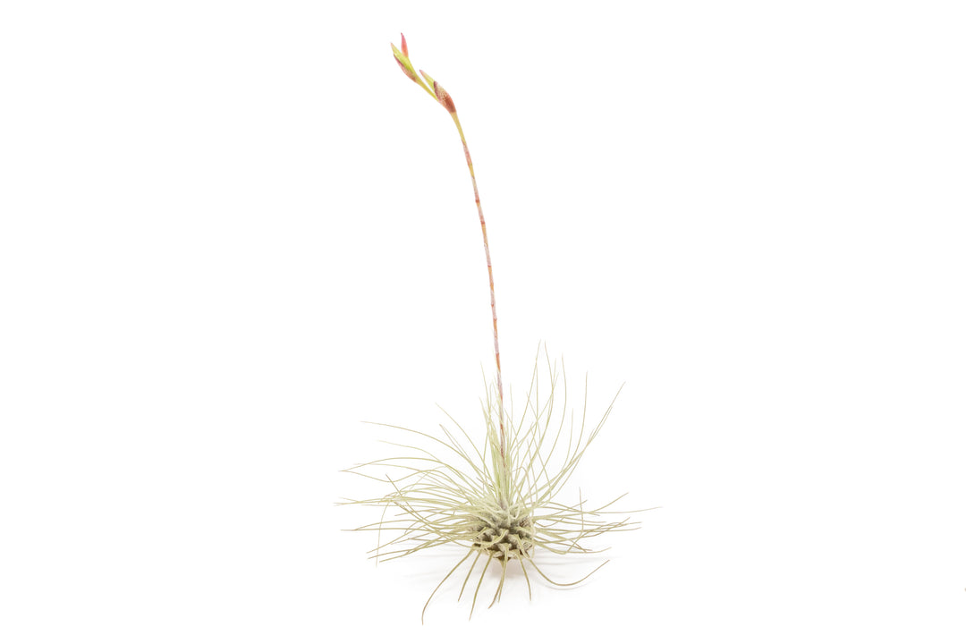blooming tillandsia argentea air plant