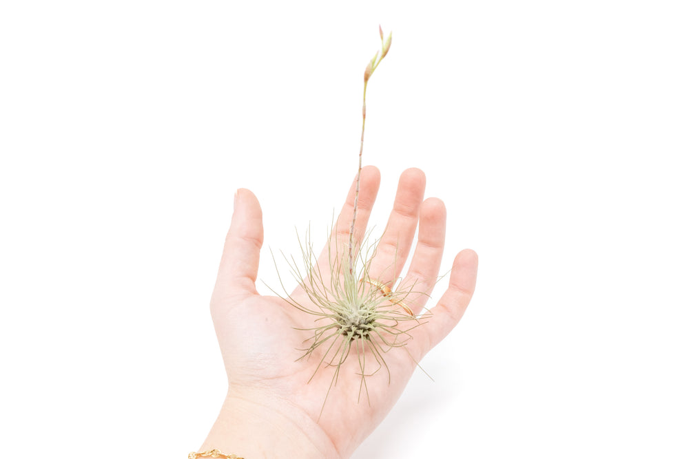 hand holding a blooming tillandsia argentea air plant