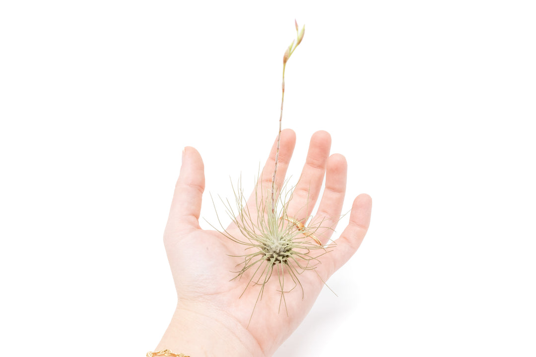 hand holding a blooming tillandsia argentea air plant