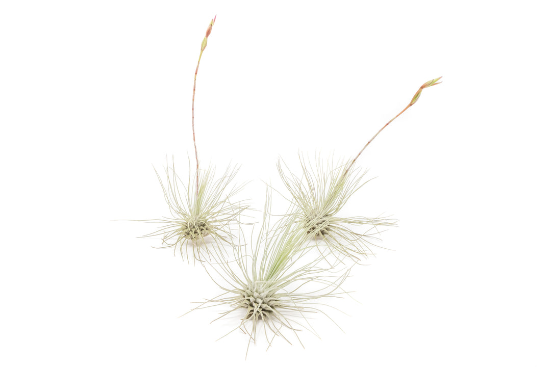 three blooming tillandsia argentea air plants