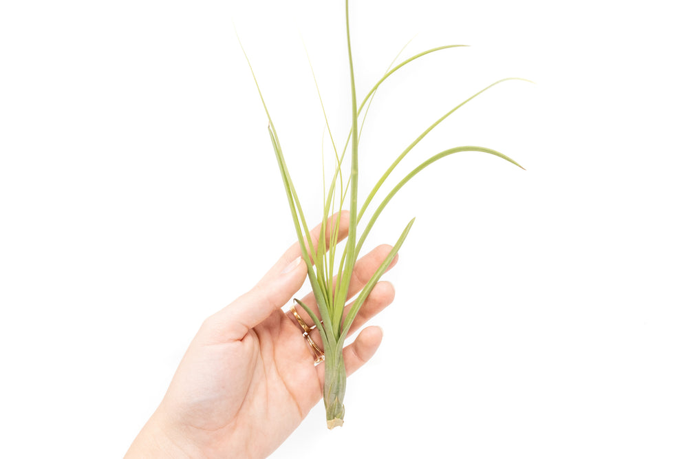 hand holding a tillandsia balbisiana air plant