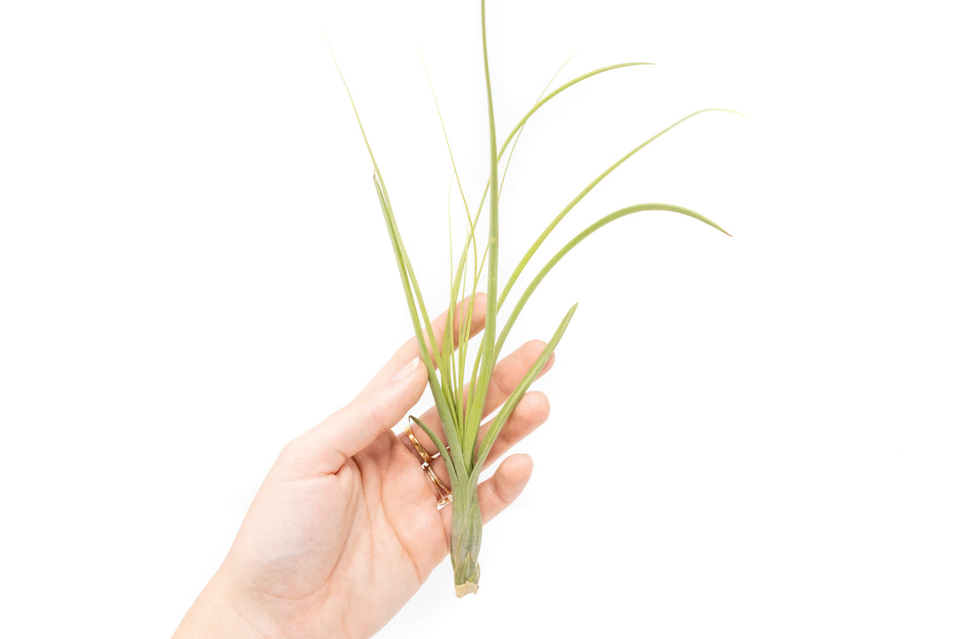 hand holding a tillandsia balbisiana air plant