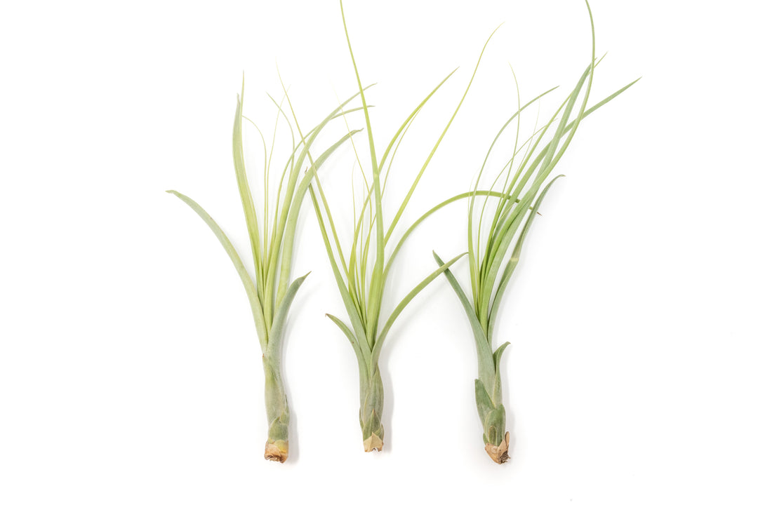 Wholesale - Tillandsia Balbisiana Air Plants