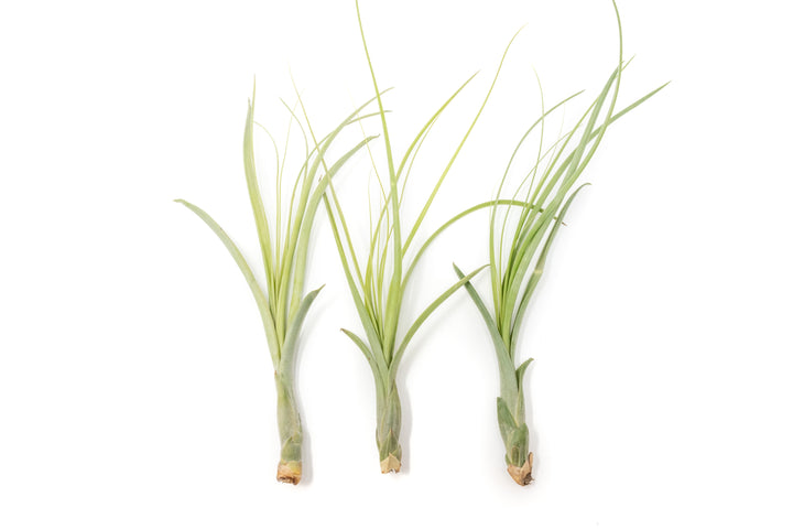 Wholesale - Tillandsia Balbisiana Air Plants