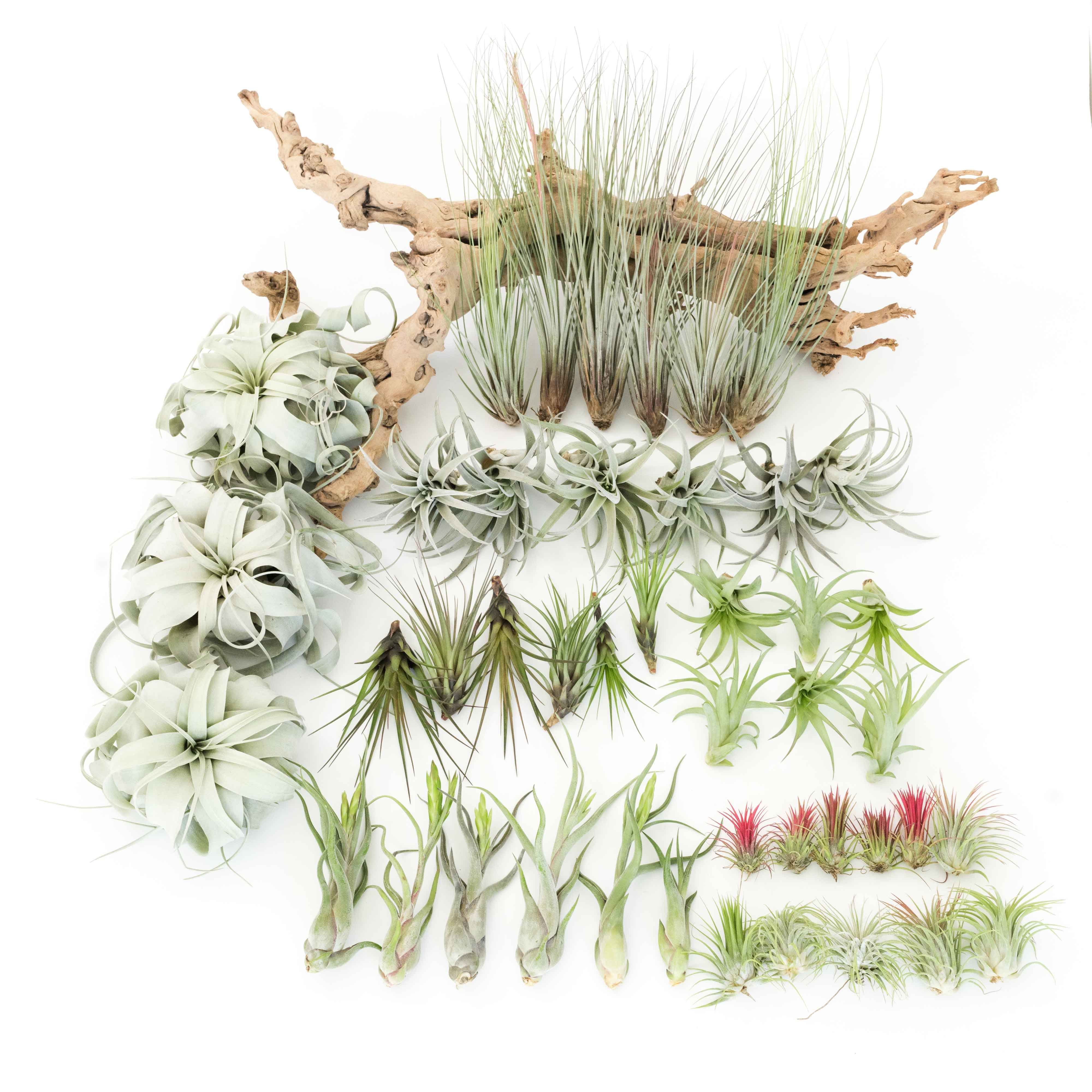 air plant collection Wholesale - The Original Best Seller Tillandsia Air Plant Pack - 48 of our  Most Popular Plants