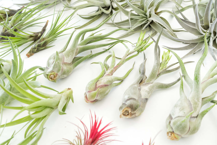 Wholesale - The Best Seller of Tillandsia Air Plant Pack - 33 of our Most Popular Plants