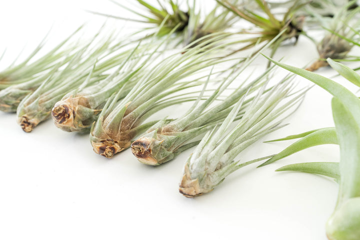 Wholesale - The Best Seller of Tillandsia Air Plant Pack - 33 of our Most Popular Plants