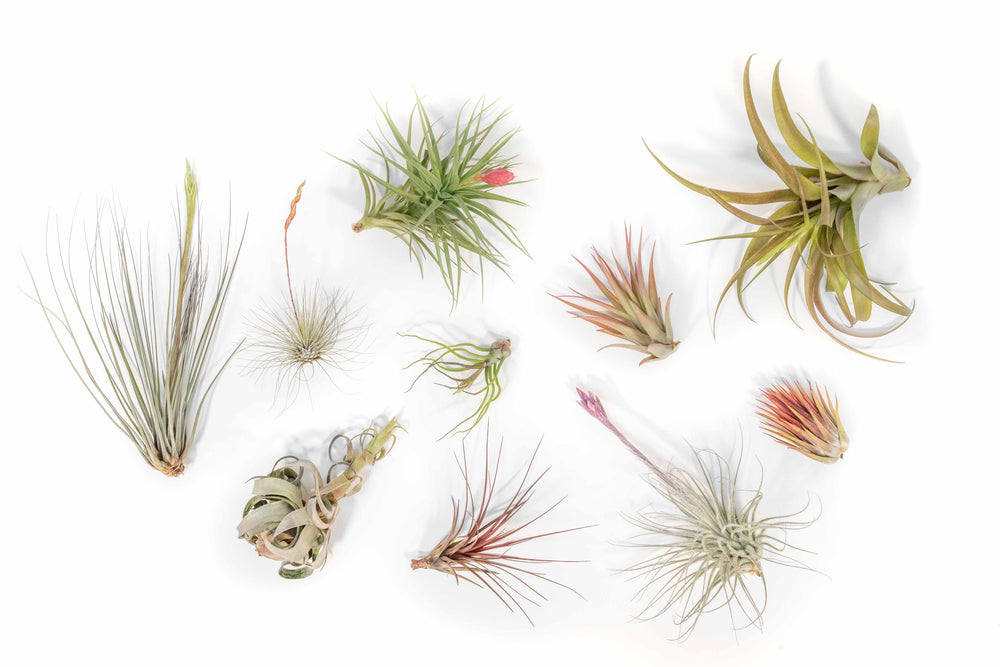 blushing and blooming assorted tillandsia air plants