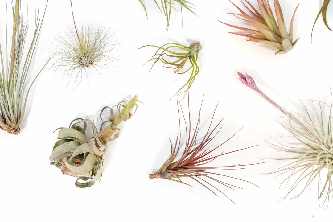 blushing and blooming assorted tillandsia air plants