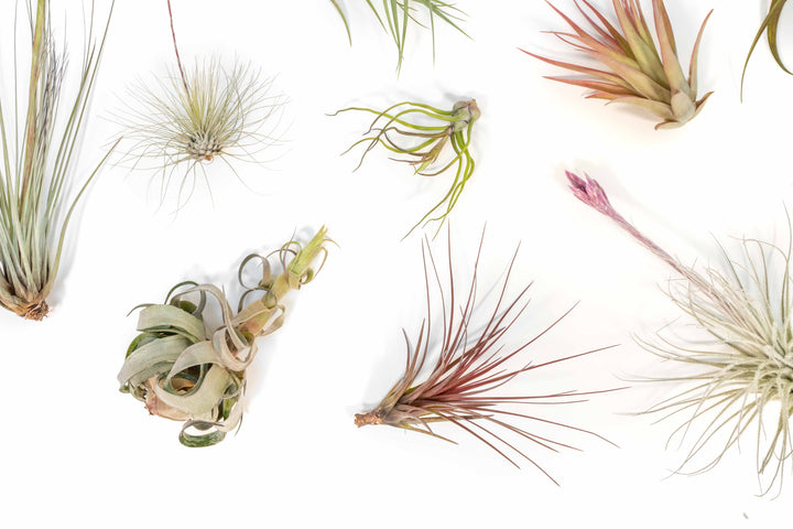 blushing and blooming assorted tillandsia air plants