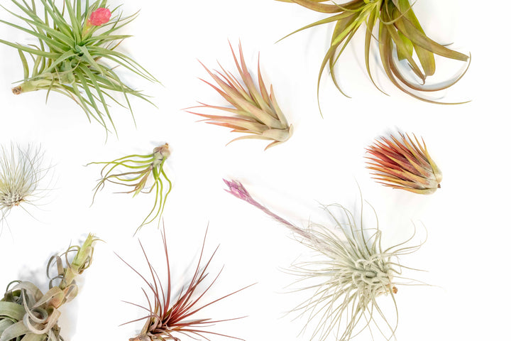 blushing and blooming assorted tillandsia air plants