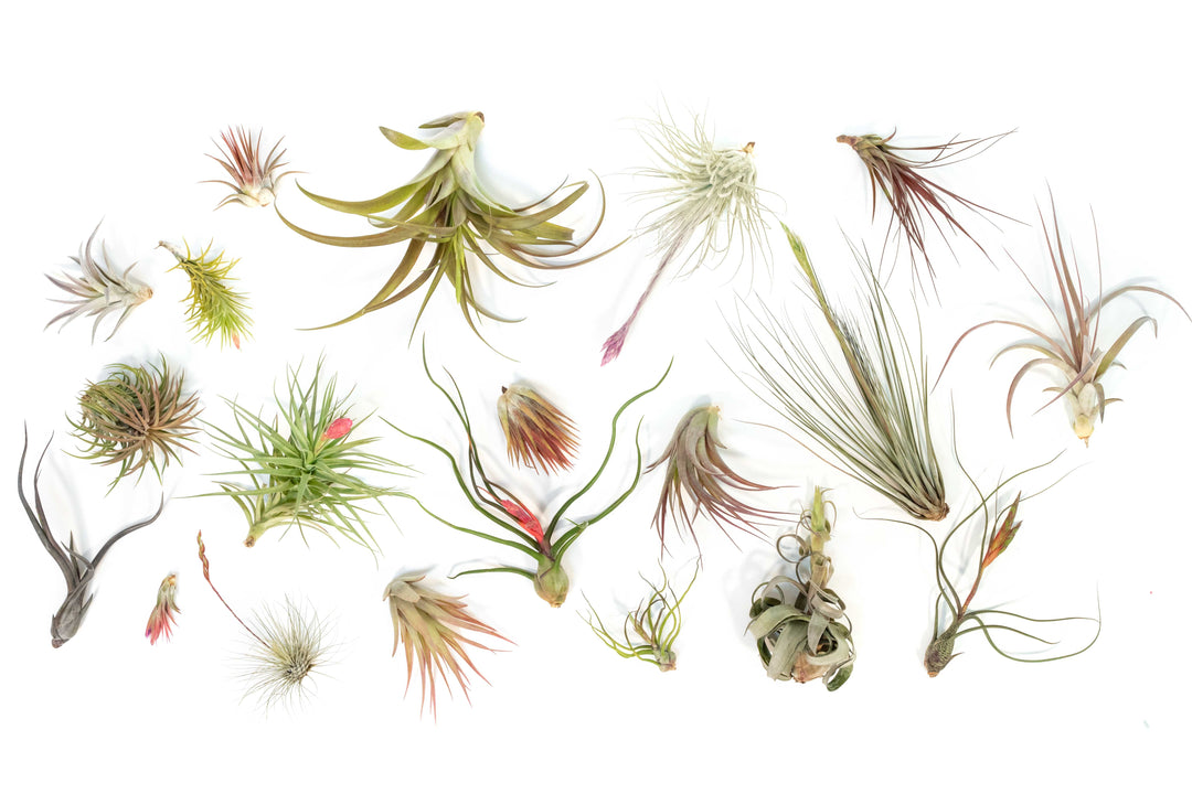 blushing and blooming assorted tillandsia air plants