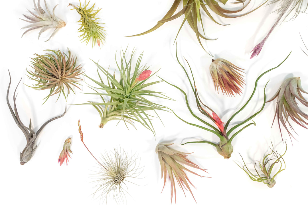 blushing and blooming assorted tillandsia air plants