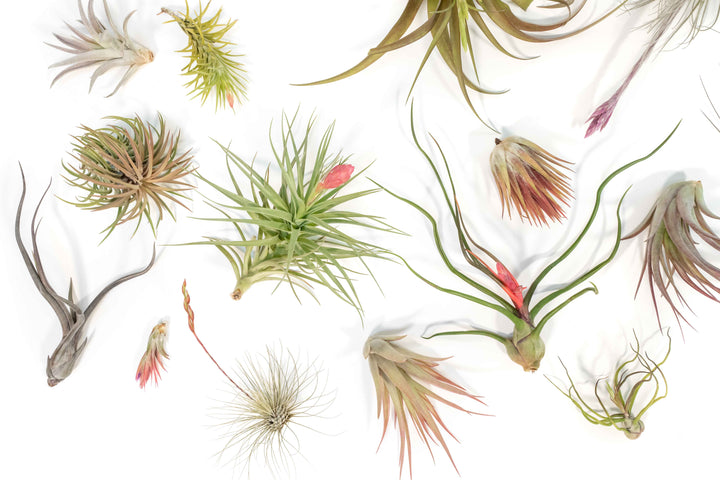 blushing and blooming assorted tillandsia air plants