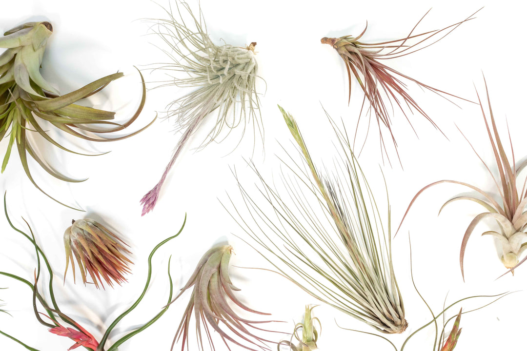 blushing and blooming assorted tillandsia air plants